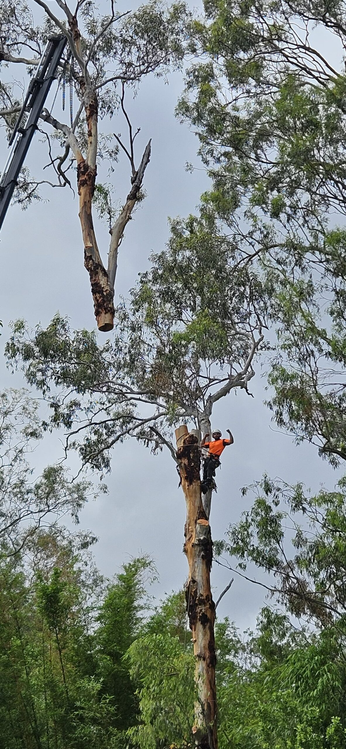 Large Eucalyptus tree removal in St Ives